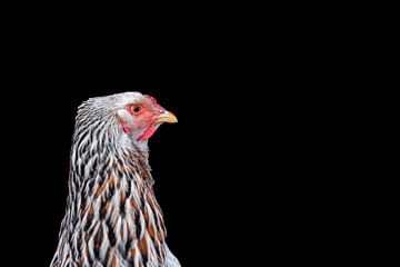 Portrait d'un poulet Brahma couleur saumon sur Jolanda de Jong-Jansen