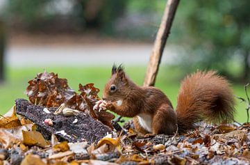 red squirrel looking for seeds and other foods and find peanuts on garden table by ChrisWillemsen
