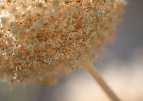 allium