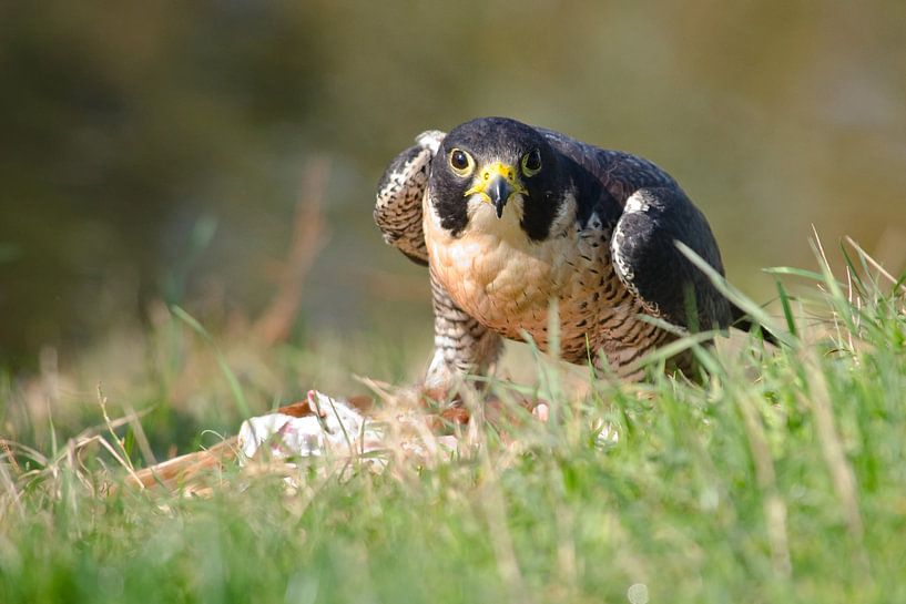 peregrine falcon with prey by Petra Vastenburg