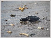 Turtle heading to sea