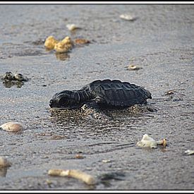 Schildpad maakt zijn weg naar de zee van Kim van de Wouw