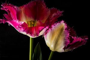 Fioritures fantaisistes