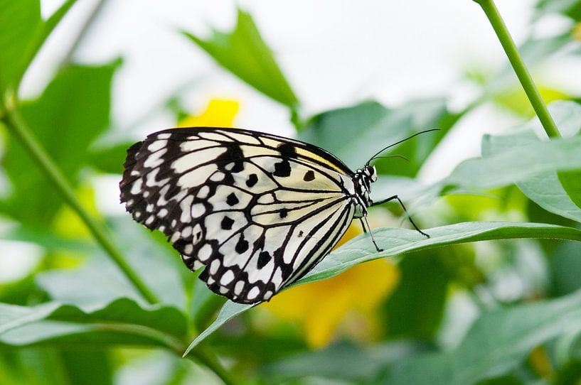 Exotic butterfly 'Idea leuconoe' by Ivonne Fuhren- van de Kerkhof