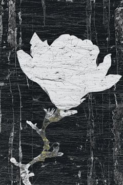 Magnolia Wabi Sabi