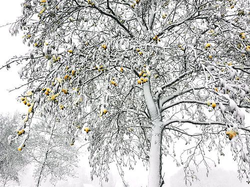 Winterliche 'sphären'