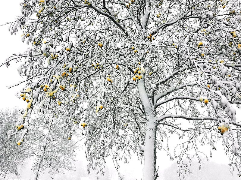 Winterliche 'sphären' von Erna Kampman
