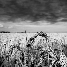 Wheat-ear by Dave Bijl
