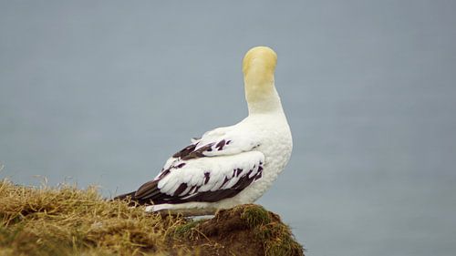 Jan-van-genten bij Bempton Cliffs