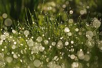 Morgentau im Gras