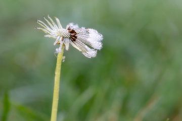 Walk me out in the morning dew today