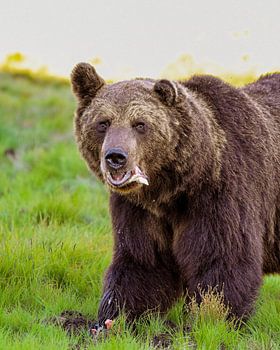 Europäischer Braunbär an der russischen Grenze