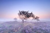 Dreaming on the moors...