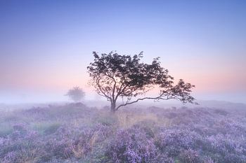 Dromend op de heide...