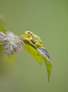 Laubfrosch