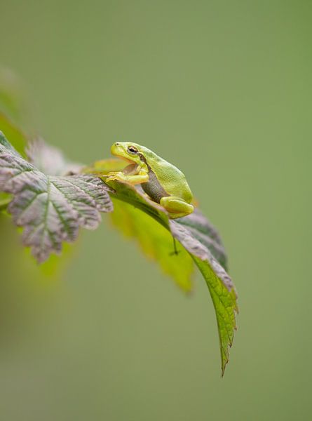 Tree frog by Steffie van der Putten