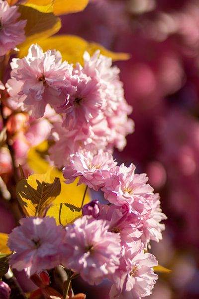 Verträumte rosa Blüte von thomaswphotography