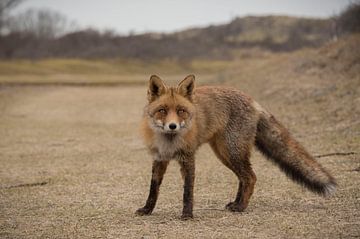 Fox by Ans Bastiaanssen