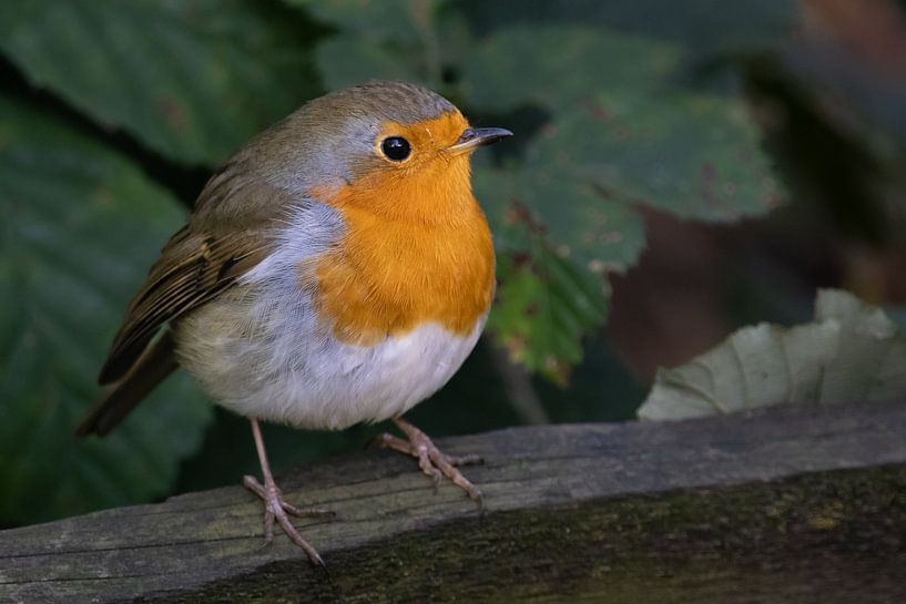 Robins von Jack Van de Vin