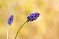Lieveheersbeestje op een Blauwe Druif