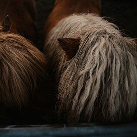 Ponies in the morning fog by sonja koning