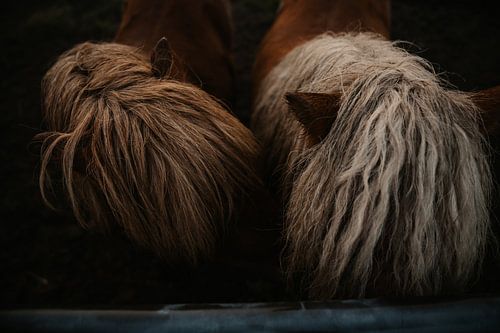 Des poneys dans le brouillard du matin sur sonja koning