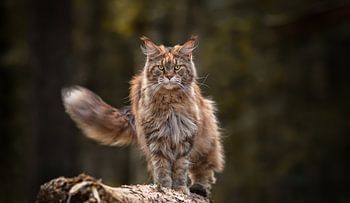 Maine Coon Leeuwin op de uitkijk in het bos