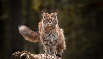 Lionne à l'affût sur Het Boshuis