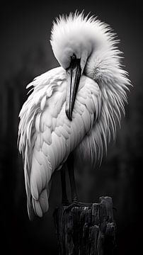 Portrait d'oiseau en noir et blanc minimaliste