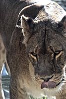 Lioness