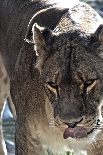 Lioness