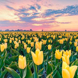 Tulipes jaunes sur Nick de Jonge - Skeyes