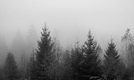 Mysterious Mist: Black-and-white forest landscape by Hevonax Photography