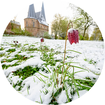 Kievitsbloem bedekt met sneeuw bedekt met sneeuw in het park van Kampen van Sjoerd van der Wal Fotografie