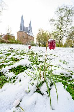 Schachblume im Park von Kampen mit Schnee bedeckt