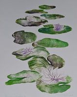 Waterlelies