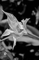 Tulipe blanche