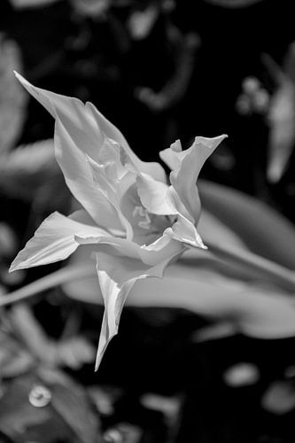 Witte tulp