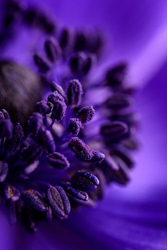 Van iets kleins iets groots maken: de anemoon