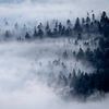 Wald, umhüllt von weißem Nebel von Sam Mannaerts