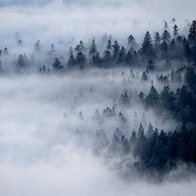 Forest Enclosed by White Fog by Sam Mannaerts