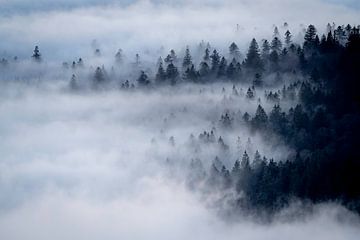 Wald, umhüllt von weißem Nebel von Sam Mannaerts