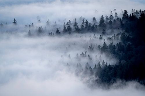 Wald, umhüllt von weißem Nebel von Sam Mannaerts
