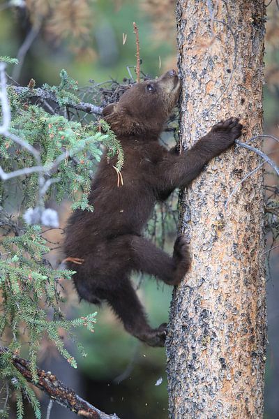 Ours noir dans le parc national de Banff, Alberta, Canada par Frank Fichtmüller