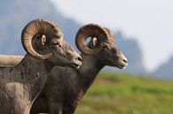 Bighorn Sheep Glacier National Park Montana USA by Frank Fichtmüller thumbnail