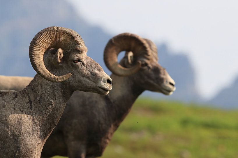 Bighorn Sheep Glacier National Park Montana USA by Frank Fichtmüller