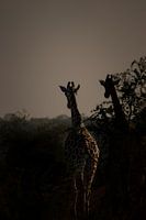 Der Atem des Windes - Giraffen in Bewegung