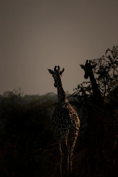 The breath of the wind - Giraffes on the move by Rick Massar