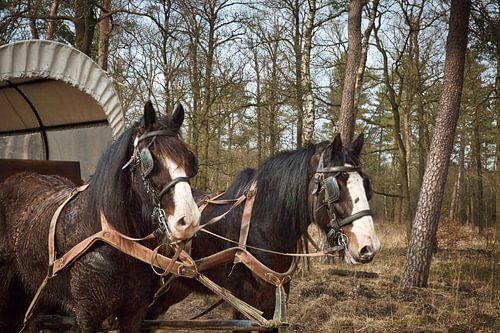 Huifkar met 2 Shire paarden