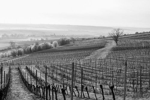 Wijngaarden Rheinhessen van Berthold Ambros